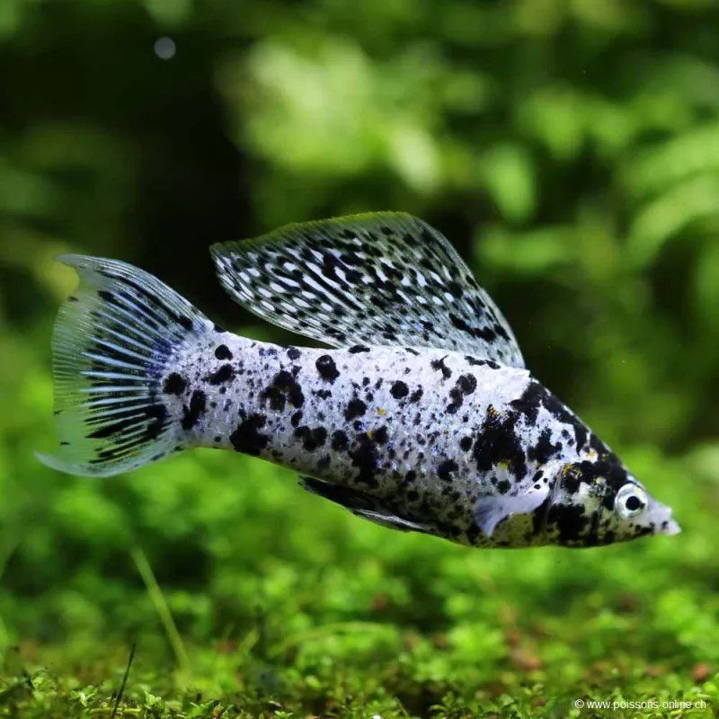 Molly Silver Marble - Poecilia Latipinna