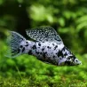 Molly Silver Marble - Poecilia Latipinna