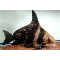 Wimpelkarpfen - Myxocyprinus Asiaticus