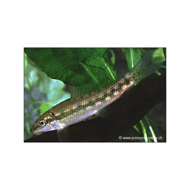 Saugschmerle - Gyrinocheilus Aymonieri