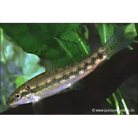 Saugschmerle - Gyrinocheilus Aymonieri