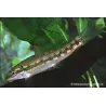 Saugschmerle - Gyrinocheilus Aymonieri