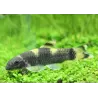 Panda Labeo - Garra Flavatra