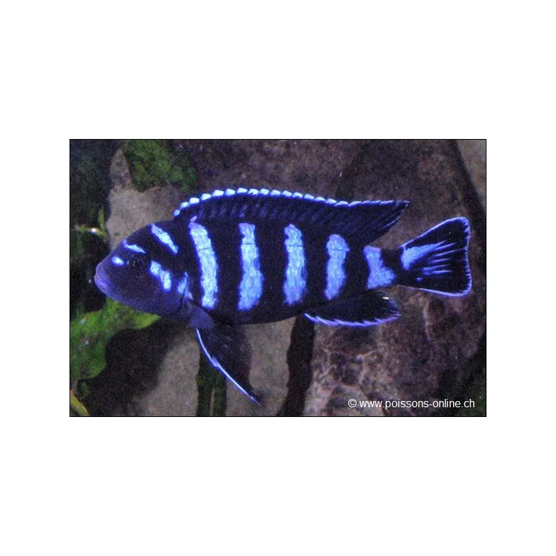 Demasoni Malawisee-Buntbarsch - Pseudotropheus Demasoni