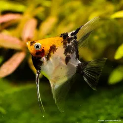 Scalaire Koï Tête Orange - Pterophyllum Scalare