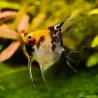 Scalaire Koï Tête Orange - Pterophyllum Scalare