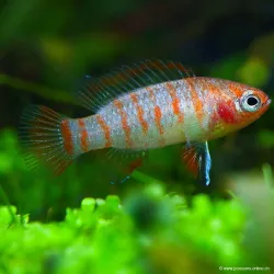 Scarlatto Badis - Dario Dario