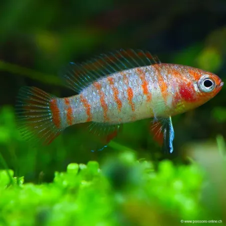 Scarlatto Badis - Dario Dario