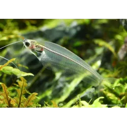 Pesce Gatto Di Vetro - Kryptopterus Bicirrhis