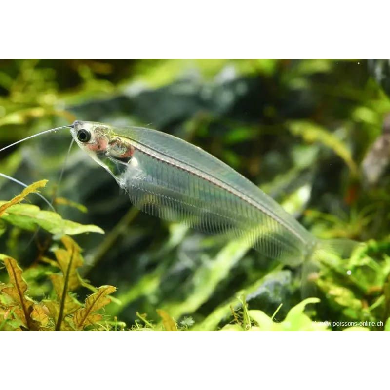 Pesce Gatto Di Vetro - Kryptopterus Bicirrhis