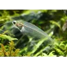 Indischer Glaswels - Kryptopterus Bicirrhis