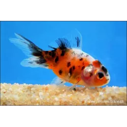 Löwenkopf - Calico - Carassius Auratus