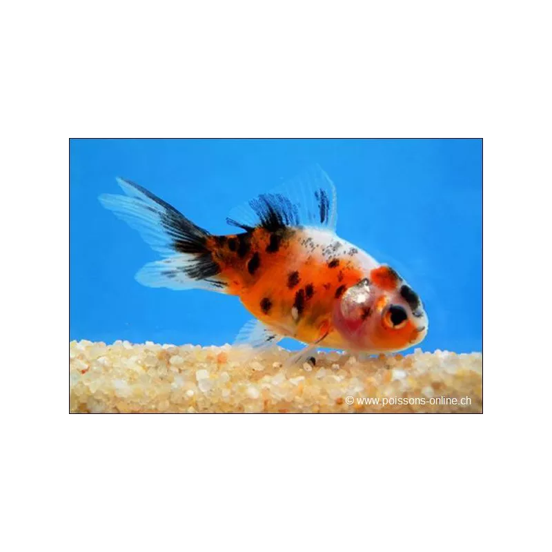 Löwenkopf - Calico - Carassius Auratus