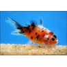 Löwenkopf - Calico - Carassius Auratus