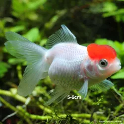 Löwenkopf - Cap Rot - Carassius Auratus