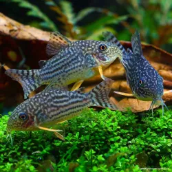 Corydoras À Nageoires Oranges - Corydoras Sterbai