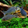 Corydoras À Nageoires Oranges - Corydoras Sterbai