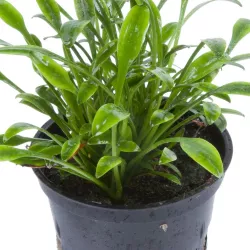 Cryptocoryne parva - 106