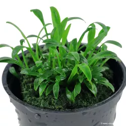 Cryptocoryne parva - 106