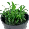 Cryptocoryne parva - 106