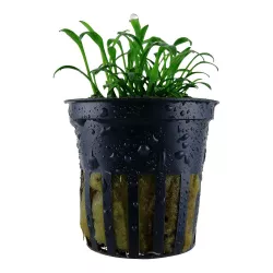 Cryptocoryne parva - 106