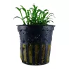 Cryptocoryne parva - 106