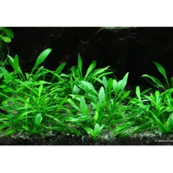 Cryptocoryne parva - 106