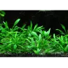 Cryptocoryne parva - 106