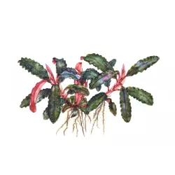 Bucephalandra 'Kedagang' - 139B
