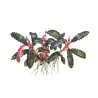 Bucephalandra 'Kedagang' - 139B