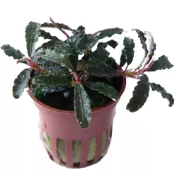 Bucephalandra 'Kedagang' - 139B