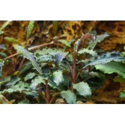 Bucephalandra 'Kedagang' - 139B