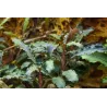 Bucephalandra 'Kedagang' - 139B
