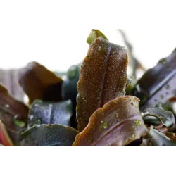 Bucephalandra 'Kedagang' - 139B
