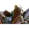 Bucephalandra 'Kedagang' - 139B