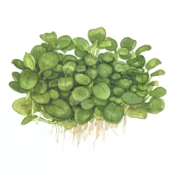 Anubias barteri 'Mini Coin' - 101 BTC