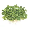 Anubias barteri 'Mini Coin' - 101 BTC