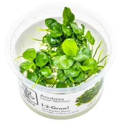 Anubias barteri 'Mini Coin' - 101 BTC