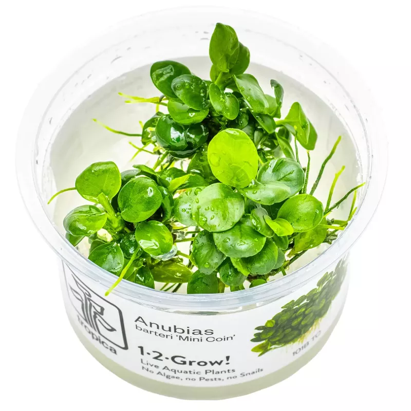 Anubias barteri 'Mini Coin' - 101 BTC