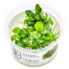 Anubias barteri 'Mini Coin' - 101 BTC