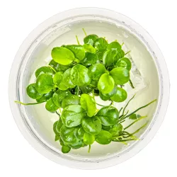 Anubias barteri 'Mini Coin' - 101 BTC