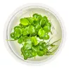 Anubias barteri 'Mini Coin' - 101 BTC