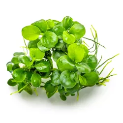Anubias barteri 'Mini Coin' - 101 BTC