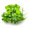 Anubias barteri 'Mini Coin' - 101 BTC