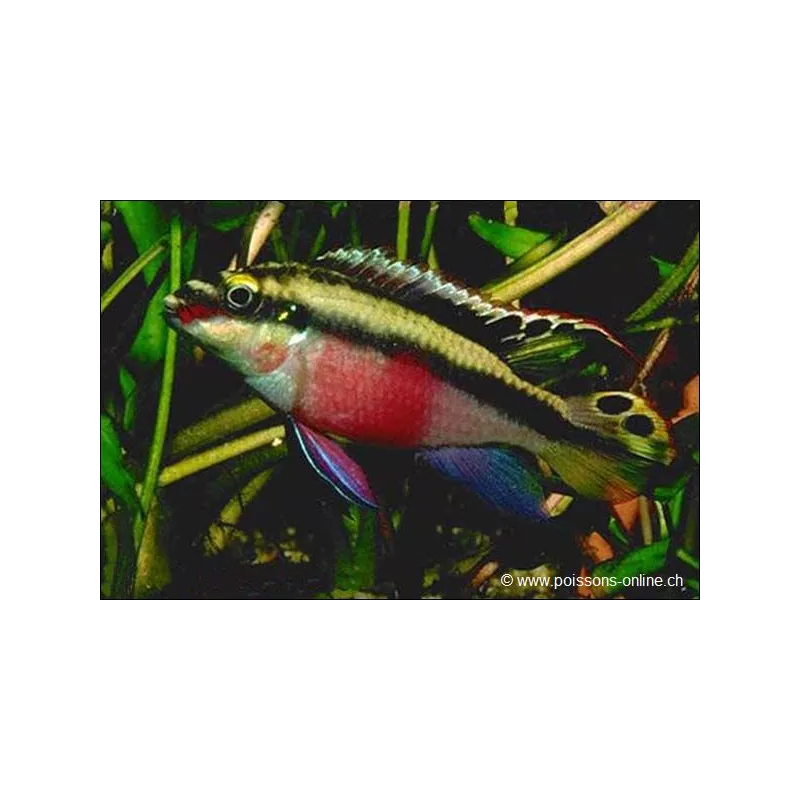 Cichlidé Pourpre - Pelvicachromis Pulcher