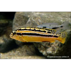 Cichlid A Turchese D'Oro - Melanochromis Auratus