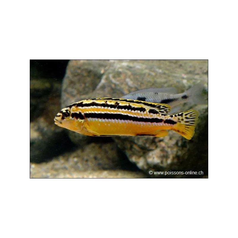 Cichlid A Turchese D'Oro - Melanochromis Auratus