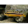 Cichlid A Turchese D'Oro - Melanochromis Auratus