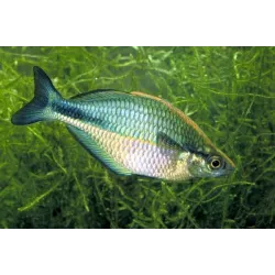 Pesce Arcobaleno Aquamarin - Melanotaenia Lacustris