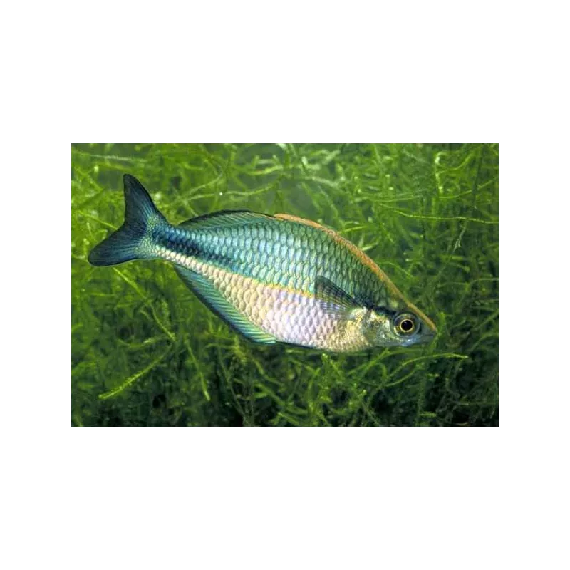 Pesce Arcobaleno Aquamarin - Melanotaenia Lacustris
